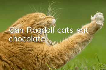 Can Ragdoll cats eat chocolate?