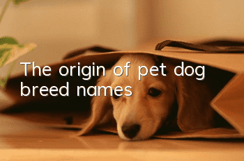 The origin of pet dog breed names
