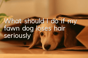 What should I do if my fawn dog loses hair seriously?