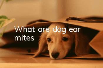 What are dog ear mites?