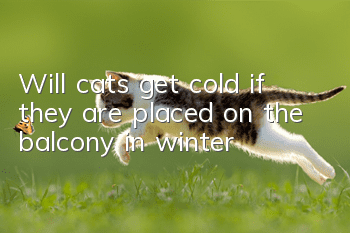 Will cats get cold if they are placed on the balcony in winter?