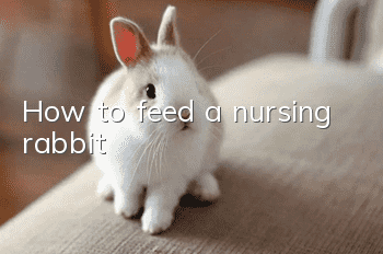 How to feed a nursing rabbit