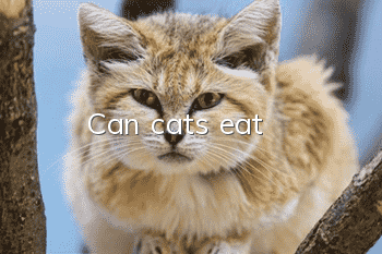 Can cats eat?