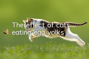 The effect of cats eating egg yolks