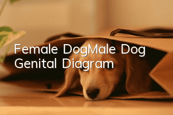 Female Dog|Male Dog Genital Diagram