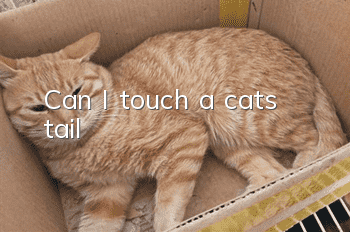 Can I touch a cat’s tail?