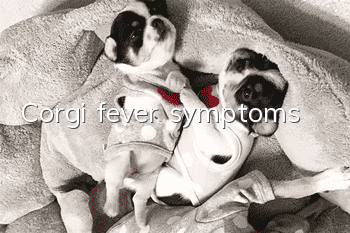 Corgi fever symptoms