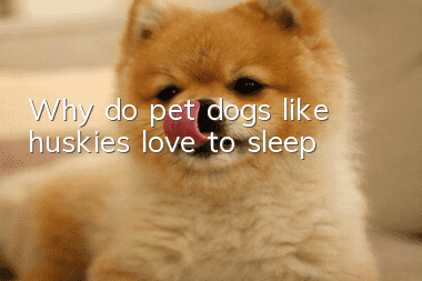 Why do pet dogs like huskies love to sleep?