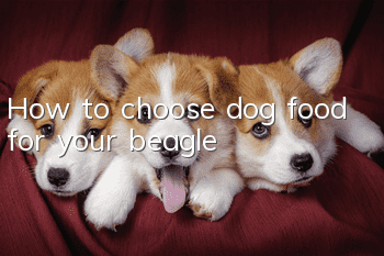 How to choose dog food for your beagle
