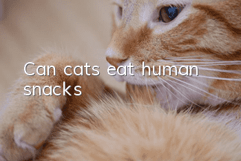 Can cats eat human snacks?