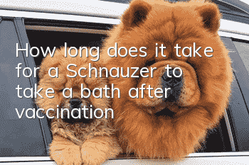 How long does it take for a Schnauzer to take a bath after vaccination?
