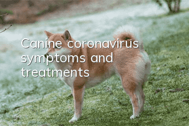 Canine coronavirus symptoms and treatments