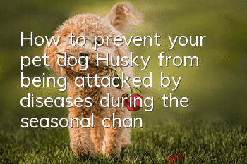 How to prevent your pet dog Husky from being attacked by diseases during the seasonal change