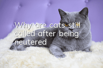 Why are cats still called after being neutered?