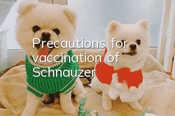 Precautions for vaccination of Schnauzer