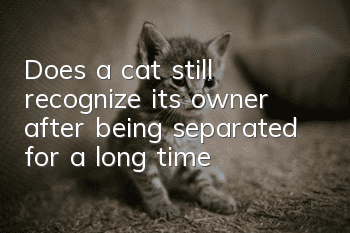 Does a cat still recognize its owner after being separated for a long time?