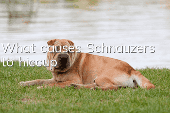 What causes Schnauzers to hiccup?