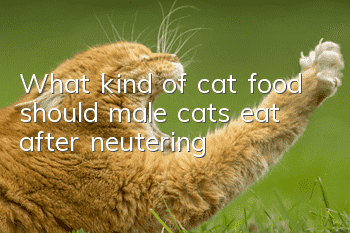 What kind of cat food should male cats eat after neutering?