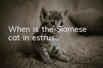 When is the Siamese cat in estrus?