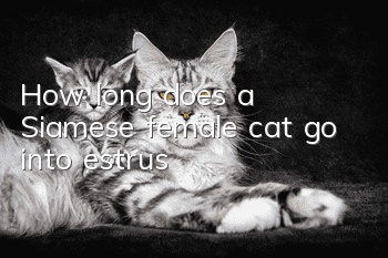 How long does a Siamese female cat go into estrus?