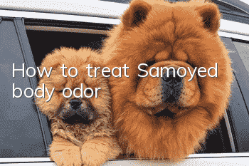 How to treat Samoyed body odor
