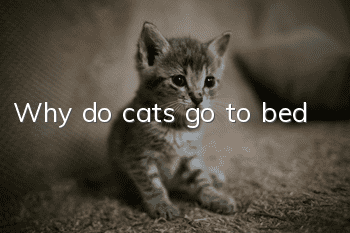 Why do cats go to bed?