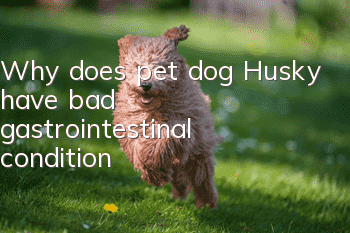 Why does pet dog Husky have bad gastrointestinal condition?