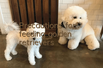 Precautions for feeding golden retrievers
