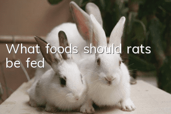 What foods should rats be fed?