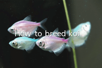 How to breed koi