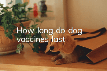 How long do dog vaccines last?