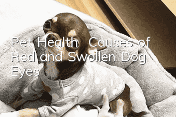 Pet Health | Causes of Red and Swollen Dog Eyes