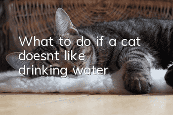 What to do if a cat doesn’t like drinking water