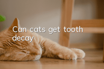 Can cats get tooth decay?