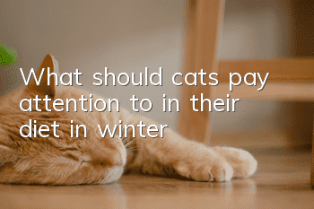 What should cats pay attention to in their diet in winter?
