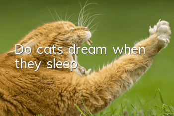 Do cats dream when they sleep?