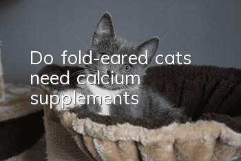 Do fold-eared cats need calcium supplements?