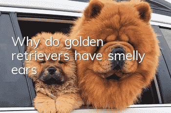Why do golden retrievers have smelly ears?