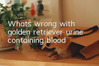 What's wrong with golden retriever urine containing blood?