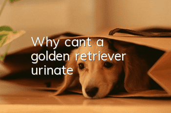 Why can't a golden retriever urinate?