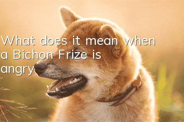 What does it mean when a Bichon Frize is angry?
