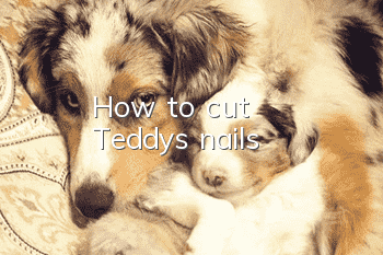 How to cut Teddy's nails