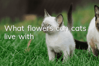 What flowers can cats live with?