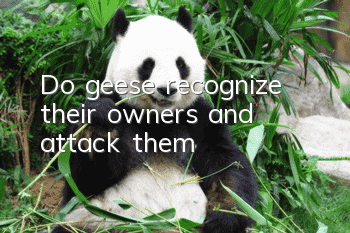 Do geese recognize their owners and attack them?