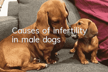 Causes of infertility in male dogs