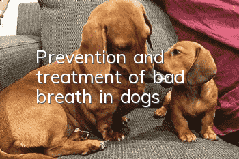 Prevention and treatment of bad breath in dogs