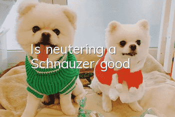 Is neutering a Schnauzer good?