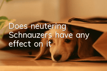 Does neutering Schnauzers have any effect on it?