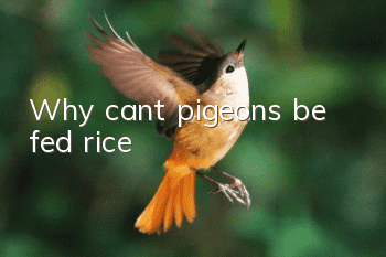 Why can’t pigeons be fed rice?