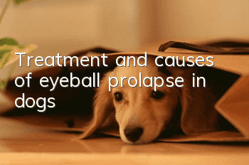 Treatment and causes of eyeball prolapse in dogs